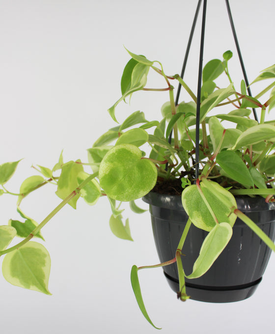 Peperomia serpens 'Variegata' Image 1