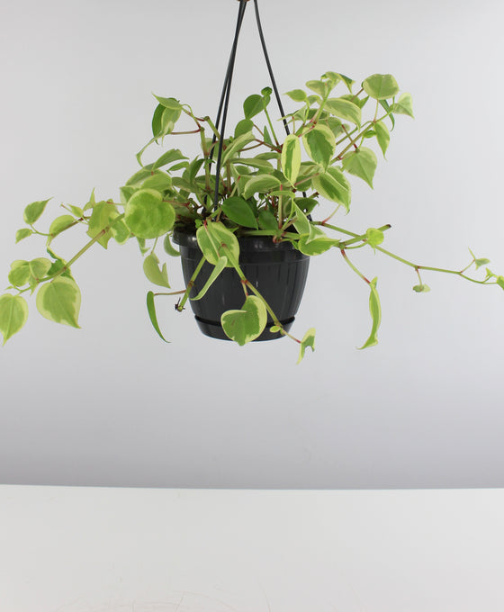 Peperomia serpens 'Variegata' Image 2