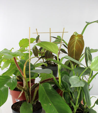 Philodendron