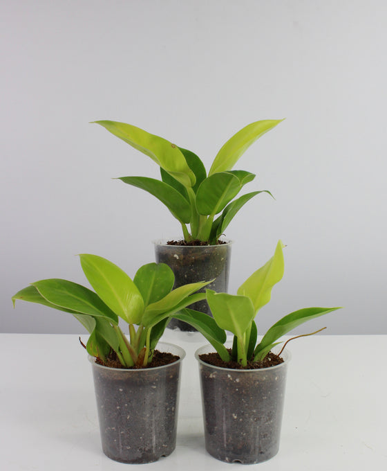 Philodendron 'Moonlight' Image 2