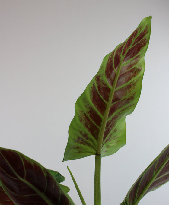 Philodendron subhastatum Image 2