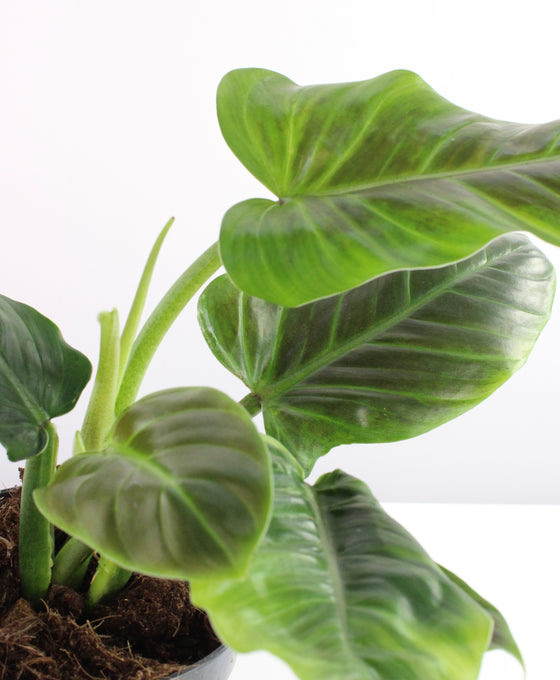 Philodendron subhastatum Image 1