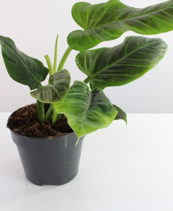 Philodendron subhastatum Image 3