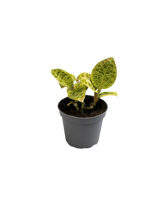 Macodes petola Image 1