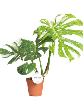 Monstera deliciosa 'Thai Constellation'