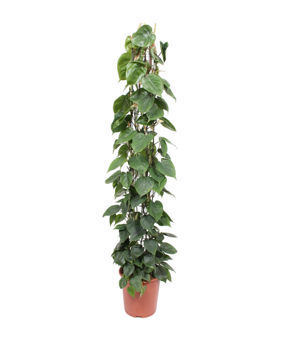 Philodendron scandens Image 1