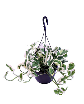 Epipremnum aureum 'NJOY'