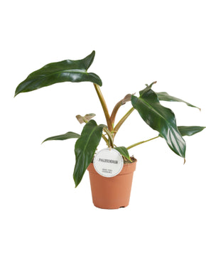 Philodendron Mexicanum
