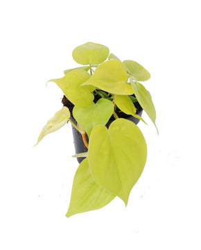 Philodendron hederaceum 'Lemon Lime'