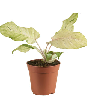 Philodendron 'Snowdrift'