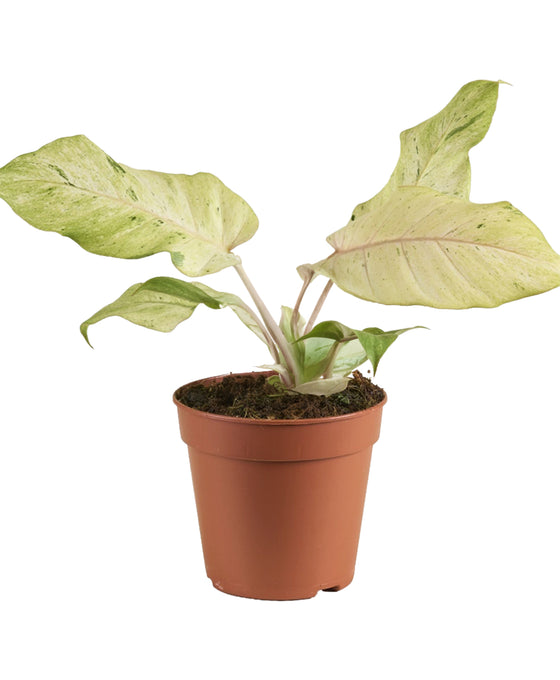 Philodendron 'Snowdrift' Image 1