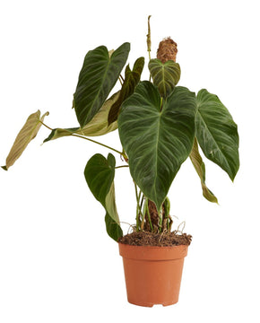 Philodendron 'Splendid'