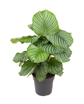 Calathea orbifolia