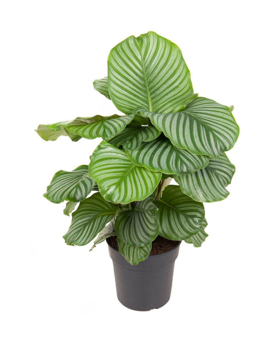Calathea orbifolia Image 1