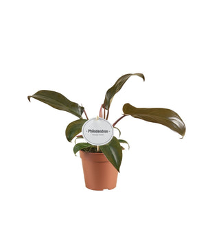 Philodendron 'Florida Bronze'