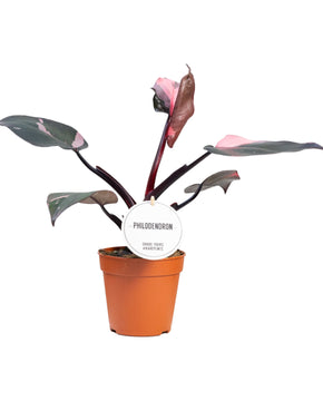 Philodendron 'Pink Princess'