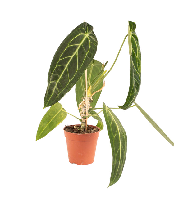 Anthurium warocqueanum Image 3