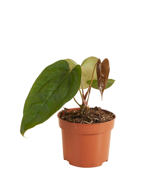 Anthurium Nigrolaminum Gigi x Forgetii Image 1