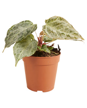 Anthurium 'Silver Blush' Mint