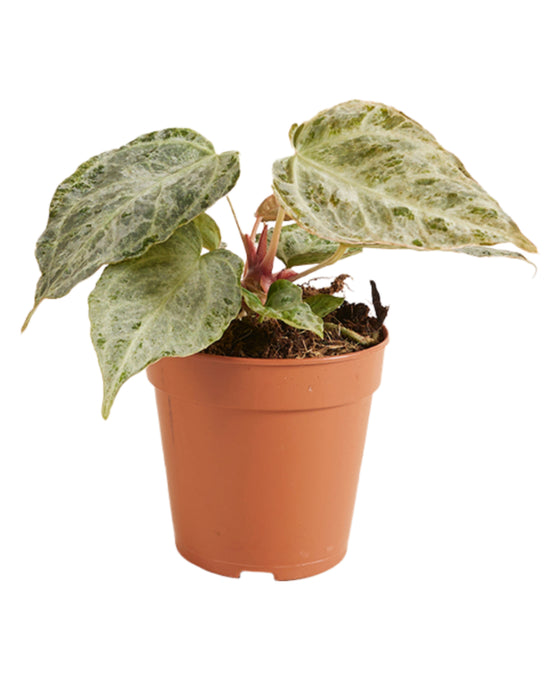 Anthurium 'Silver Blush' Mint Image 1