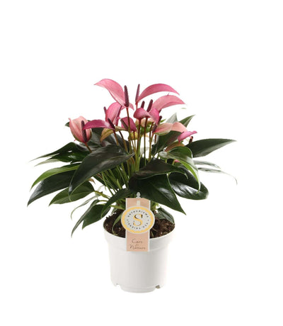 Flowering Plants