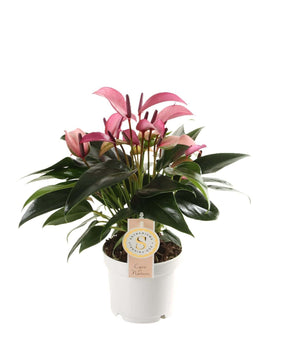 Anthurium 'Zizou'