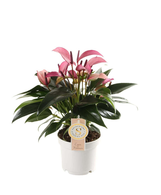 Anthurium 'Zizou' Image 1