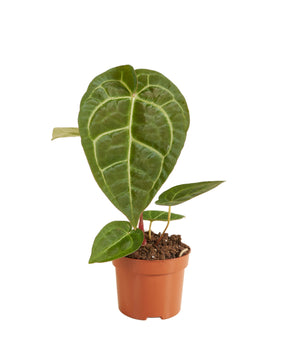 Anthurium Regale x Magnificum