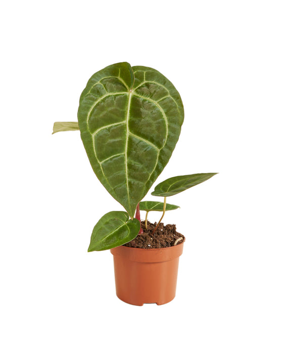 Anthurium Regale x Magnificum Image 1