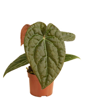 Anthurium crystallinum x luxurians