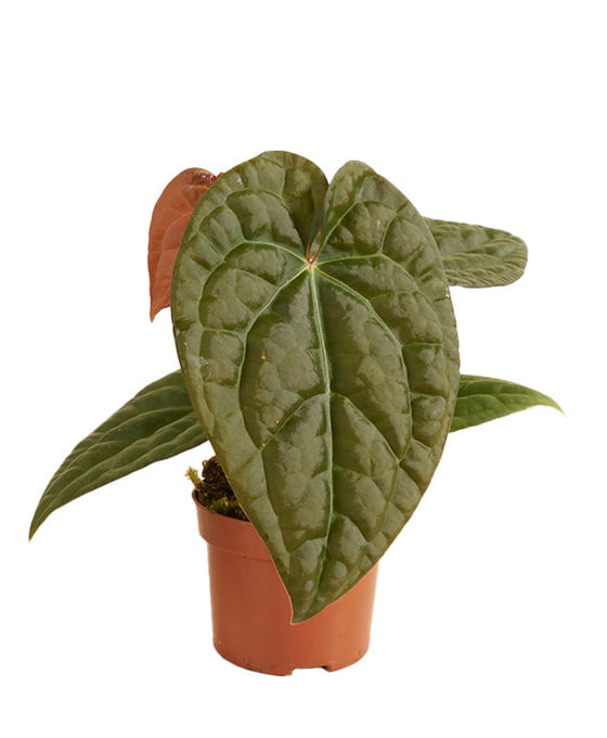 Anthurium crystallinum x luxurians Image 1