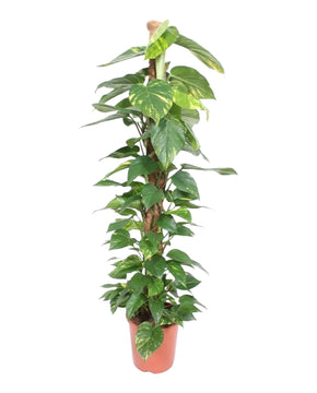 Epipremnum aureum - Devils Ivy, Pothos