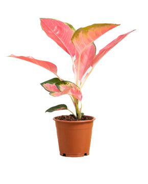 Aglaonema 'Pink Princess'