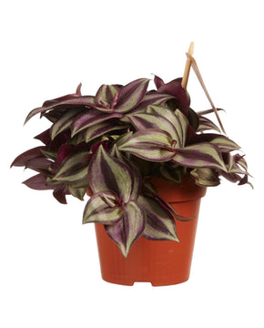 Tradescantia zebrina