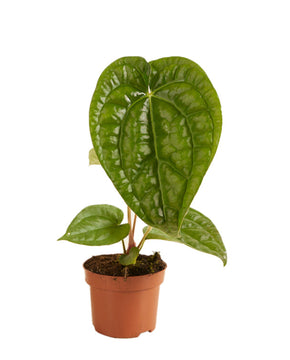 Anthurium magnificum x luxurians