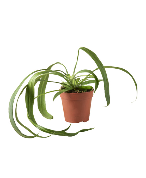 Anthurium wendlingeri Image 1
