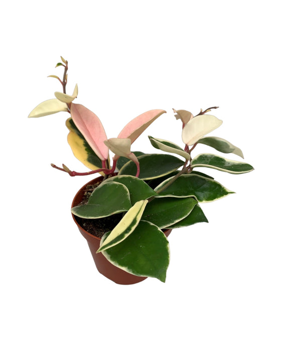Hoya carnosa 'Krimson Queen' Image 1