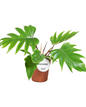 Philodendron mayoi