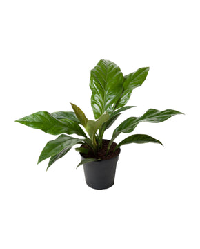 Anthurium crassinervium var. crassinervium (Jungle Bush)