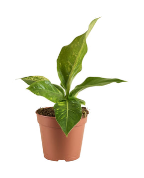 Anthurium hookeri 'Variegata'