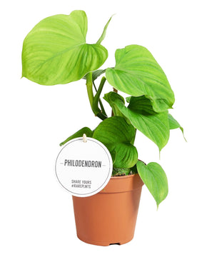 Philodendron sp. Peru (Philodendron fibraecataphyllum)