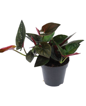Syngonium erythrophyllum 'Red Arrow'