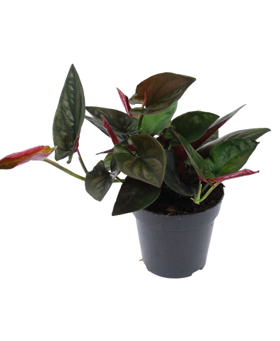 Syngonium erythrophyllum 'Red Arrow' Image 1