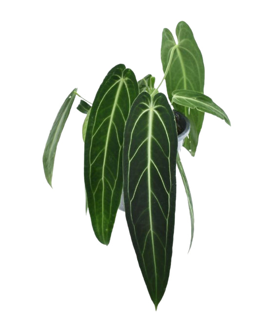 Anthurium warocqueanum Image 2