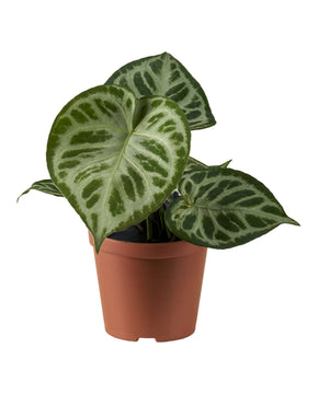 Anthurium crystallinum 'Silver Blush' Super Silver