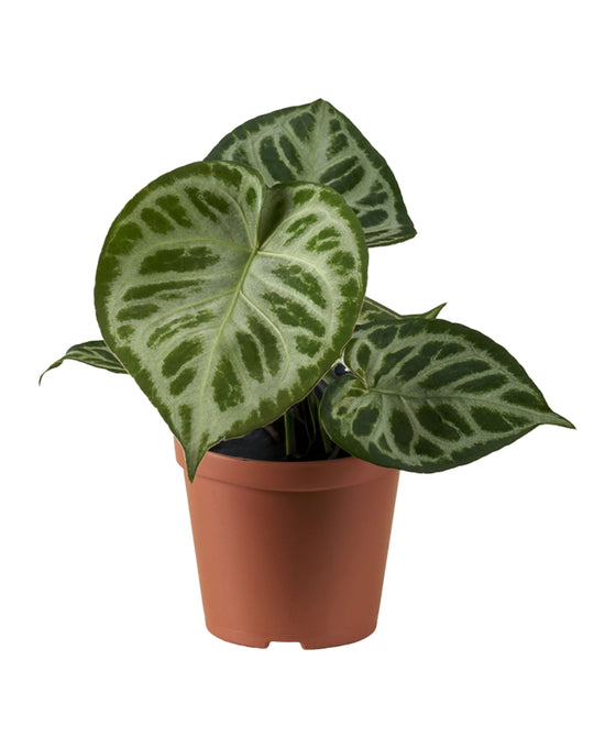 Anthurium crystallinum 'Silver Blush' Super Silver Image 1