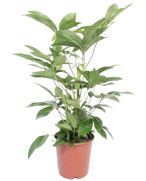 Schefflera actinophylla 'Amate’