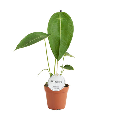 Anthurium