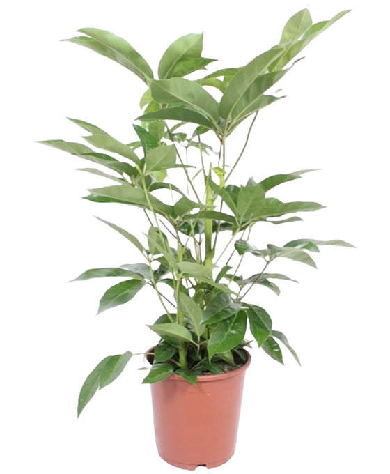 Schefflera actinophylla 'Amate’ Image 1