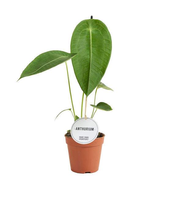 Anthurium peltigerum Image 2